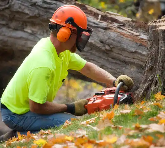 tree services Ridge